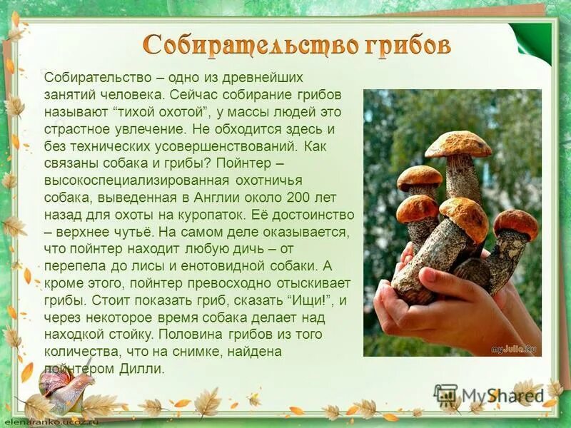 какие грибы нельзя употреблять. бледная поганка характеристика гриба. грибы паразиты головня 5 класс биология. трубчатые и пластинчатые грибы боровик. какого человека называют грибом.