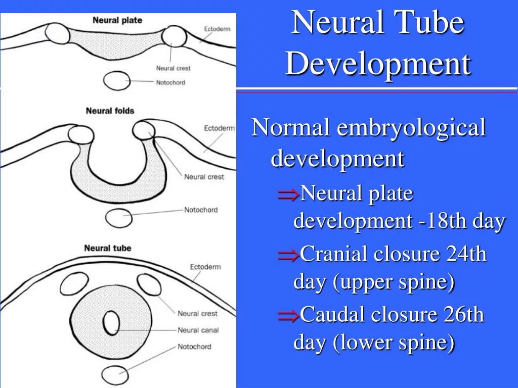 Neural development. Neural tube. neural tube formation. neural tube development. neural folds.