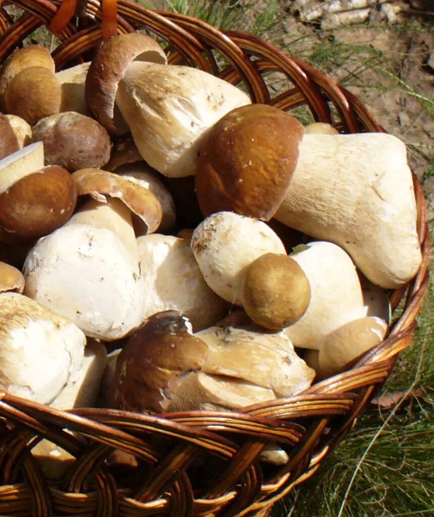 Белые грибы в корзине. Корзинка белых грибов. Корзинка с грибами. Белые грибы в корзинке.