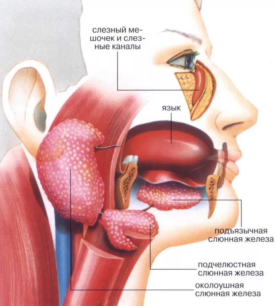 Синдром шегрена слюнные железы. Синдром съегрена (шегрена). Синдром шегрена микропрепарат. Слюнные железы заболевания. Синдром шегрена слюнные железы.