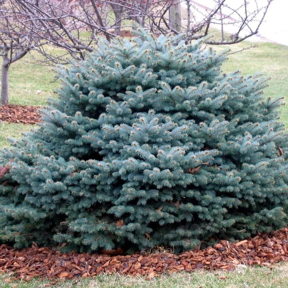 Глаука Глобоза. Ель голубая Глаука Глобоза. Picea pungens 'glauca globosa'. Ель колючая глобоза