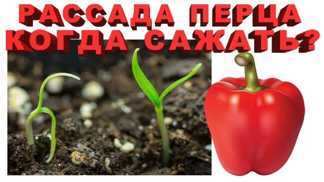 Посадка семена болгарского перца. Болгарский перец семена на рассаду. Перец растет. Сажаем перец на рассаду. До какого числа можно сажать перец