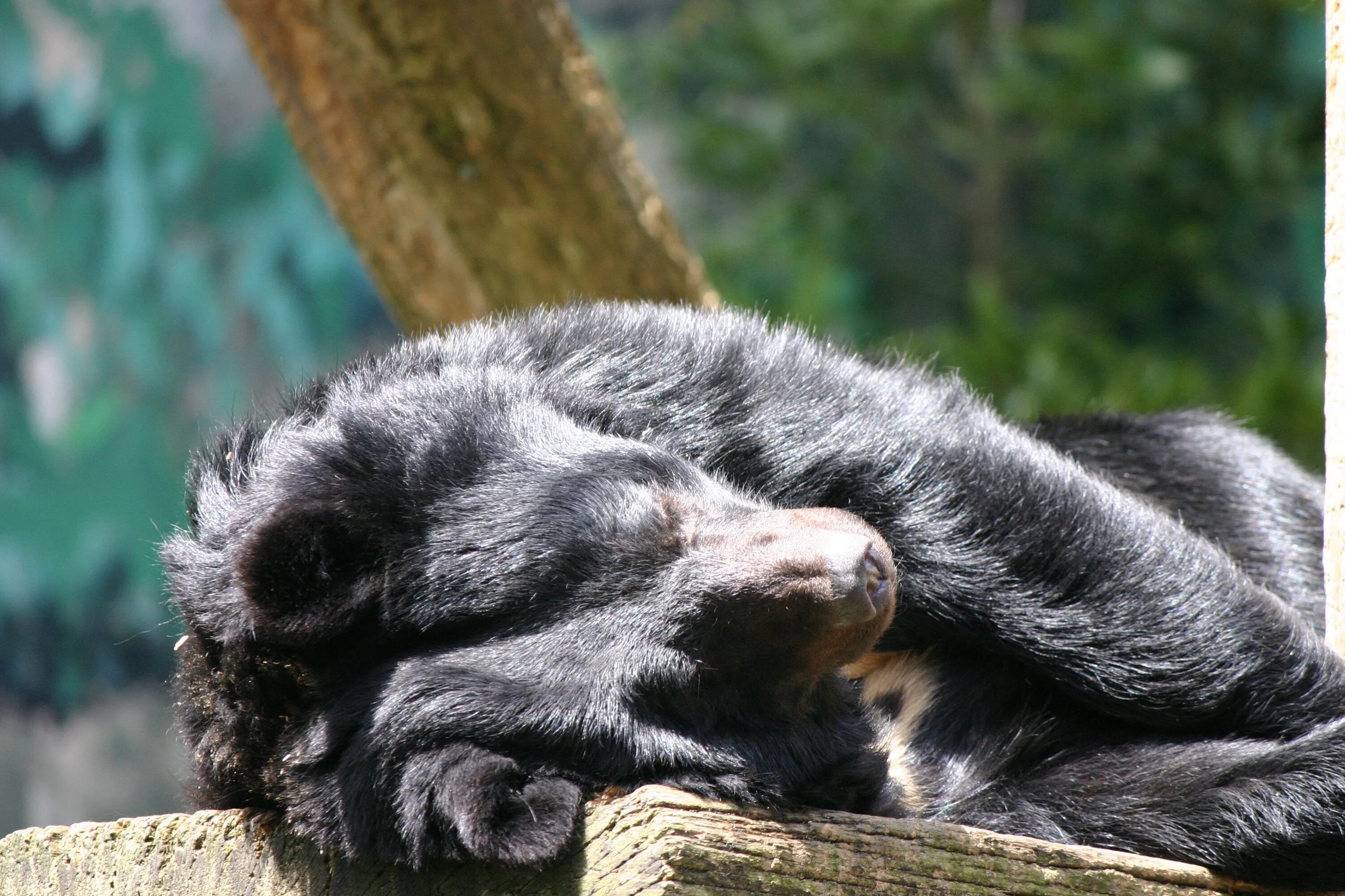 Животные спят днем. Спящий медведь. Спящие животные. Спящие медведи.