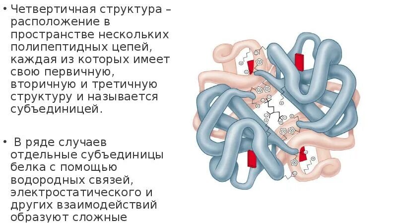 Связи стабилизирующие четвертичную структуру белка. Белок четвертичной структуры. Третичная и четвертичная структура белков. Вторичная третичная и четвертичная структура белка. Третичную структуру белка стабилизируют