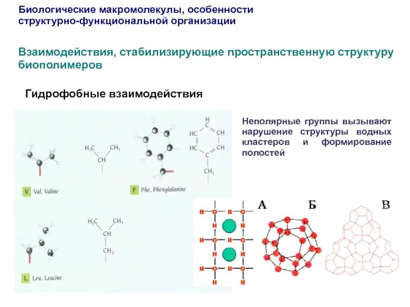 Структуры макромолекулы. Структуры макромолекулы