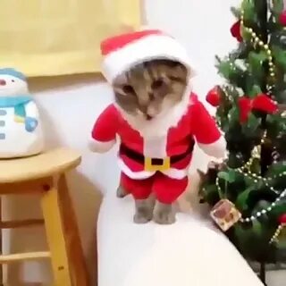 Santa cat gif