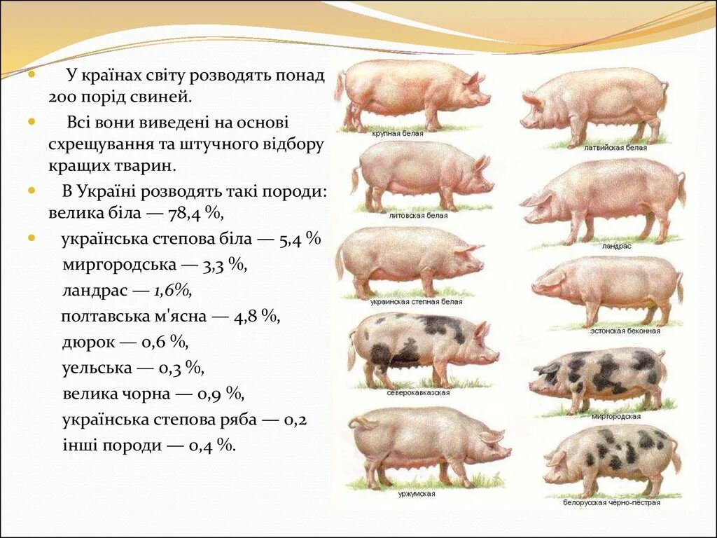 Ландрас порода свиней поросята. Порода свиней ландрас дюрок. Таблица веса поросят порода ландраса. Ландрас порода свиней вес поросёнка.