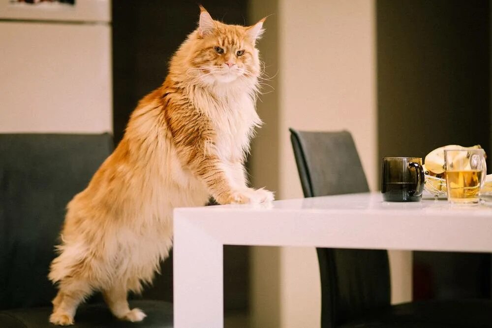 Как отучить кота лазить на стол. Кошка сидит на столе. кот лезет на стол. кошка на обеденном столе. кошка залезла на стол.