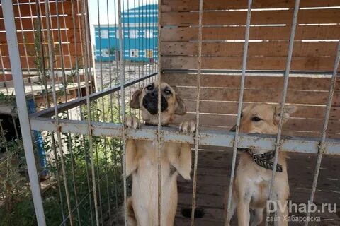 Собаки в хабаровске