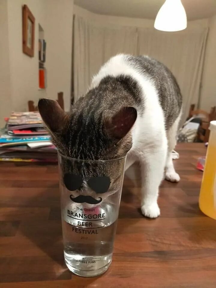Сушняк 1. Кот в стакане. Кот со стаканом воды. Сушняк прикол. Кот со стаканом на голове.