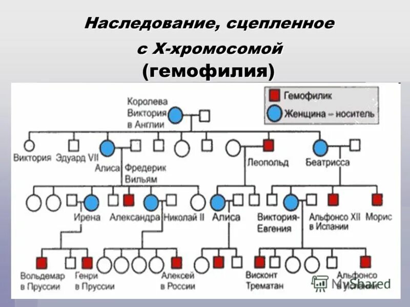 Генотип женщины носительницы гемофилии