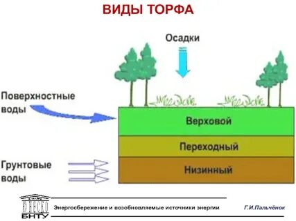 Мхи некоторые виды образуют торф