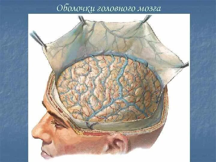 Внутренняя оболочка мозга. Оболочки головного мозга анатомия. Мягкая мозговая оболочка головного мозга анатомия. ТМО твердая мозговая оболочка. Мозговые оболочки топографическая анатомия.