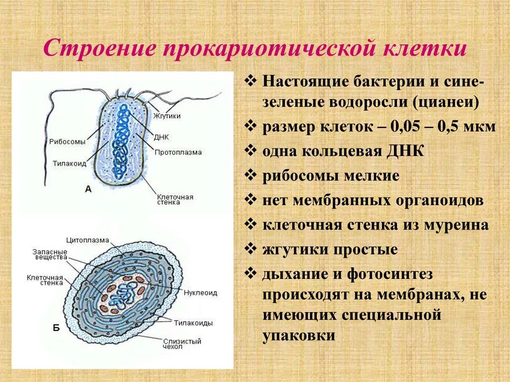 Строение прокариотической бактериальной клетки. Строение клетки. Особенности прокариотической клетки. Структура прокариотической клетки. Схема строение прокариотических клеток.