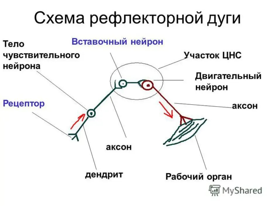 Строение рефлекторной дуги рисунок. На схеме рефлекторной дуги двигательный Нейрон. Рецептор на схеме дуги рефлекса. Рефлекторная дуга схема чувствительный Нейрон вставочный Нейрон. Схема трехнейронной рефлекторной дуги оборонительного рефлекса.