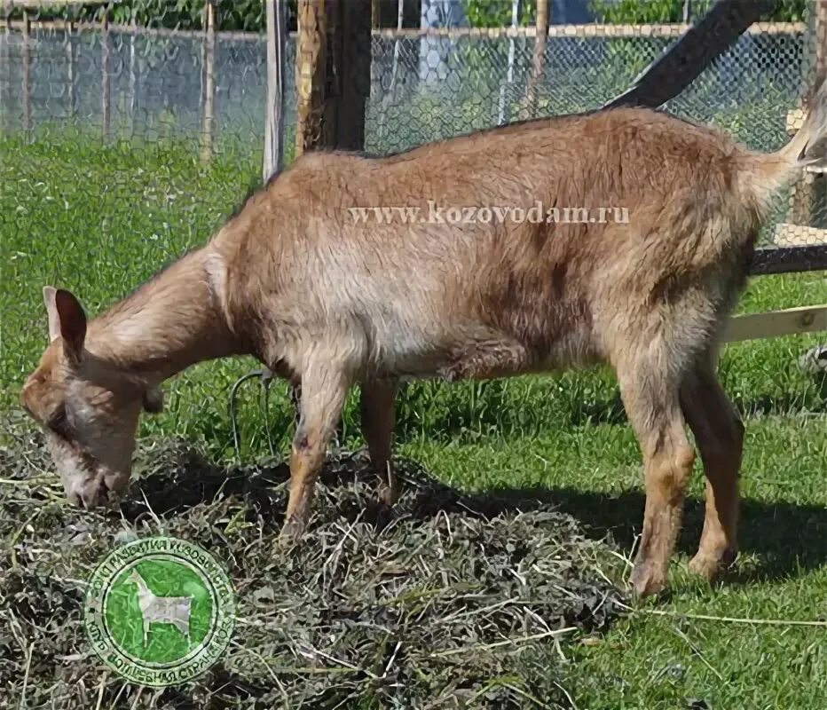 Самозанятые лпх. Подсобное хозяйство 2. Подсобное хозяйство 2. 2. Подсобное хозяйство.
