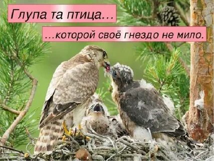 Это не та птица