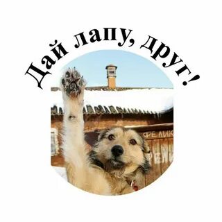 Дай лапу друг