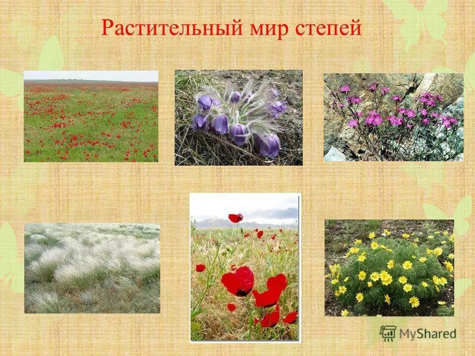 Растительная масса степи. Растительность степи. Растения степи. Растения зоны степей. Растительный мир пспепи.