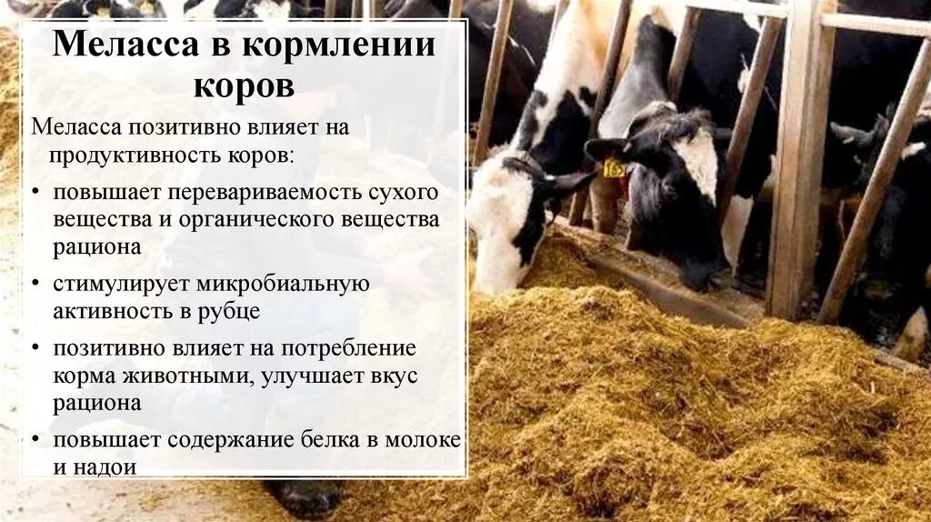 Что можно давать коровам