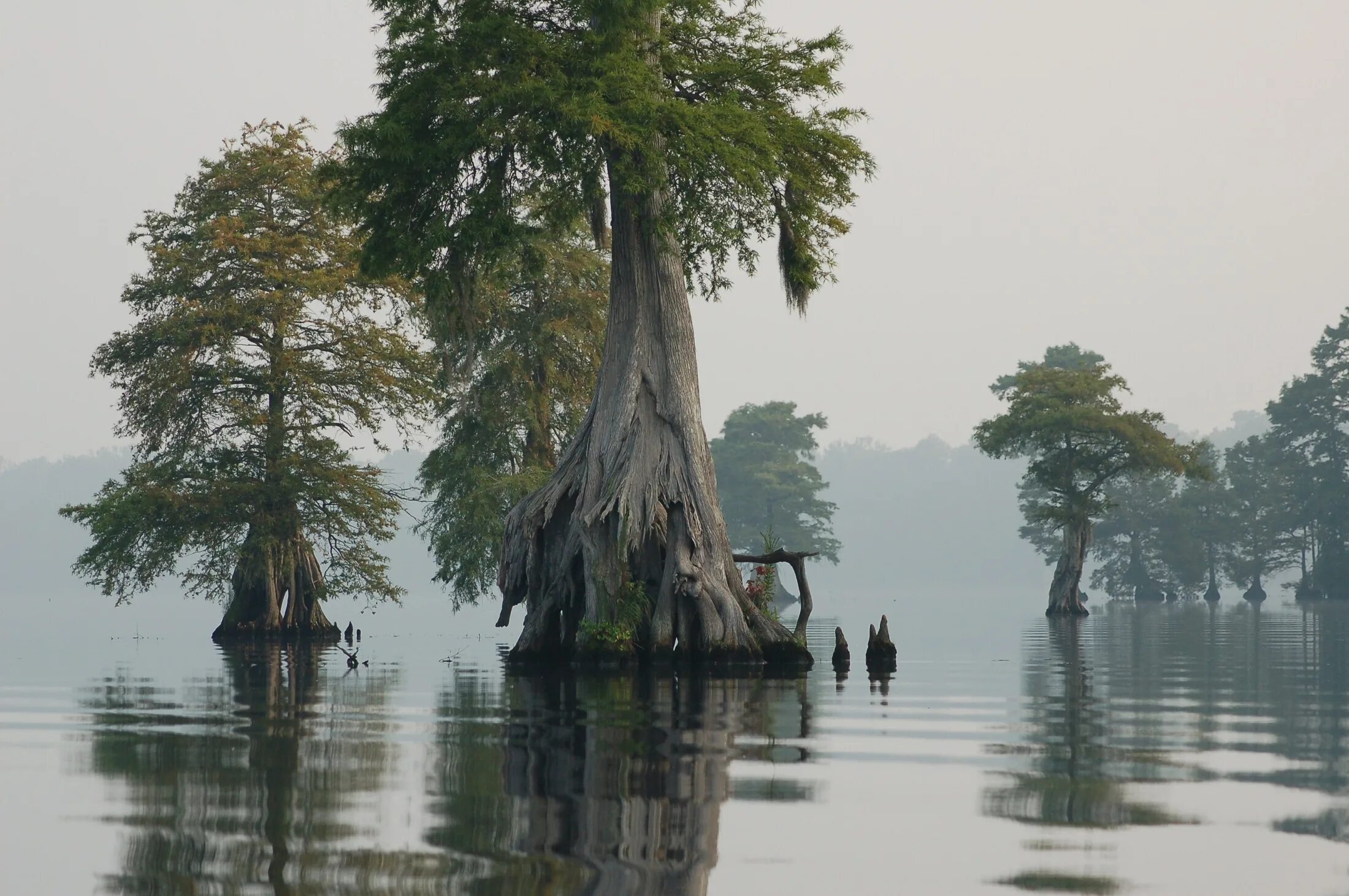 Болотистое дерево. Грейт Дисмал болото. Грейт-Дисмал великое мрачное болото. Луизиана болото Манчак. Таксодиум двурядный болотный Кипарис.