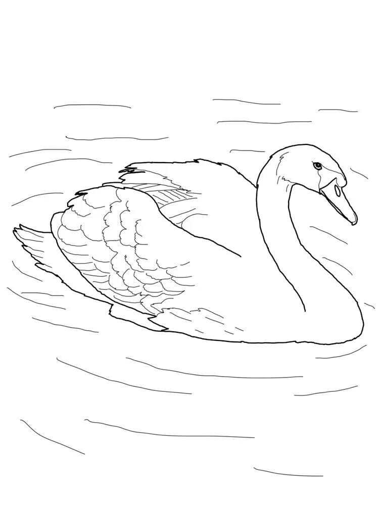 Распечатать картинку лебедь. Лебедь кликун раскраска. Лебедь шипун раскраска. Лебедь раскраска для детей. Лебедь рисунок для детей.