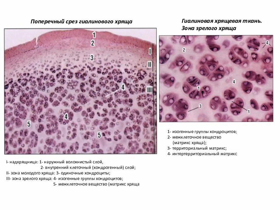 Изогенные группы. Гиалиновый хрящ гистология. Гиалиновая хрящевая ткань гистология. Гистология глиальный хрящ. Гиалиновый хрящ срез ребра.