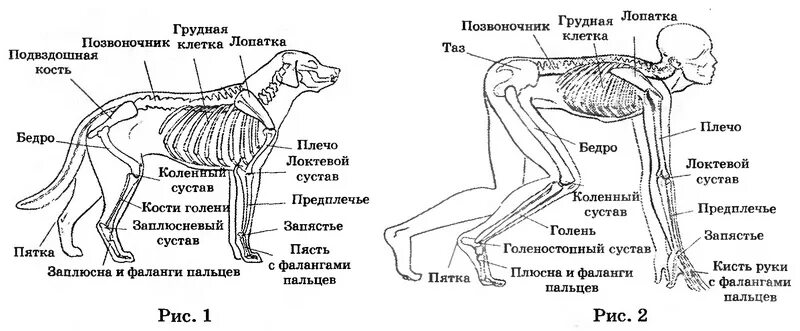 Суставы задней лапы собаки. Строение задних конечностей собаки. Скелет собаки строение конечностей. Анатомия костей задней конечности собаки. Задняя нога собаки строение.