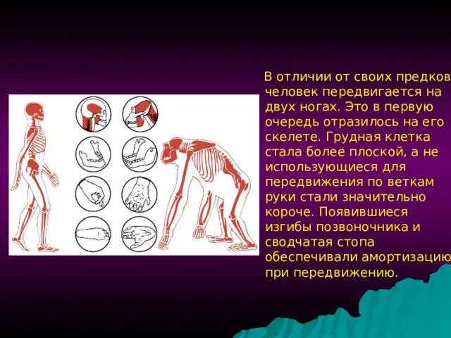 К предкам человека не относится. Предшественники человека передвижение. Предки человека. Далекие предки человека. Кто предок человека.