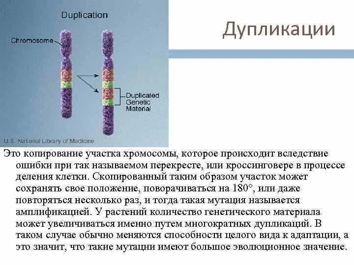 Хромосома в растительной клетке. Хромосомные мутации делеция. Синдром дупликации хромосом. Хромосомные мутации дупликация. Хромосомные мутации делеции дупликации инверсии транслокации.