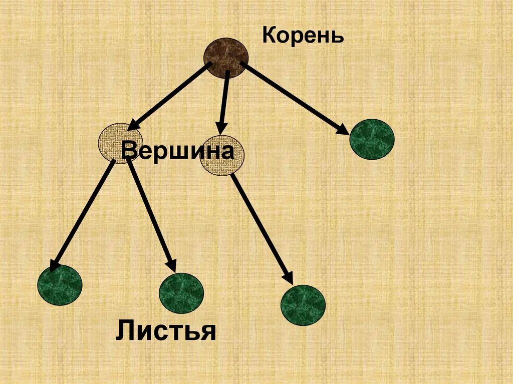 В дереве 100 вершин какое. Информатика вершины корни листья. корень дерева информатика. корень и листья дерева информатика. вершина дерева в информатике.
