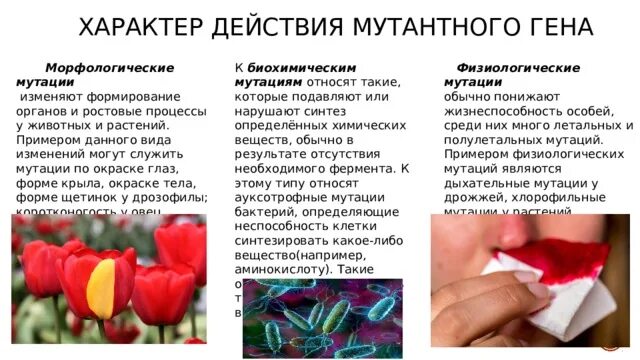 Мутации фенотип. Морфологические мутации. физиологические мутации примеры. биохимические мутации.