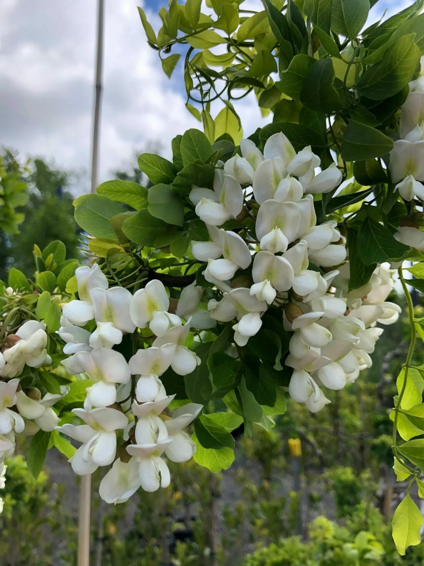 Robinia pseudoacacia. Робиния ложноакациевая. робиния псевдоакация. робиния лжеакация. робиния псевдоакация (robinia pseudoacacia).