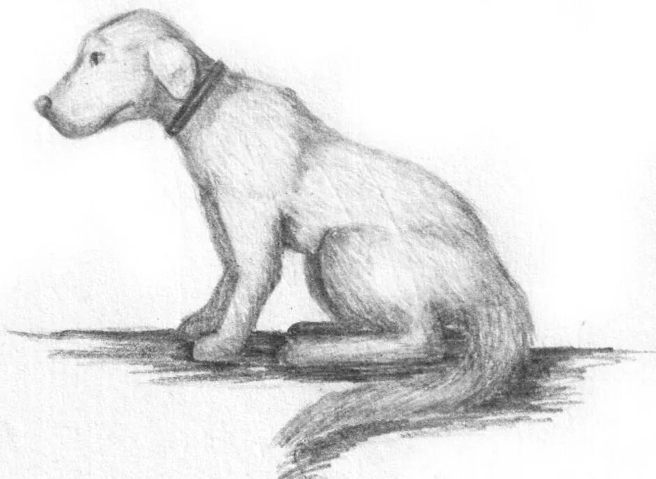 Иллюстрации к рассказам белова. Как нарисовать мальку. Сказка белова малька провинилась. Раскраска "собаки". "про мальку".