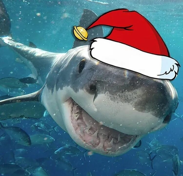 Santa shark. Santa shark слова. С новым годом акуленок. Песня santa shark. Песня santa shark.