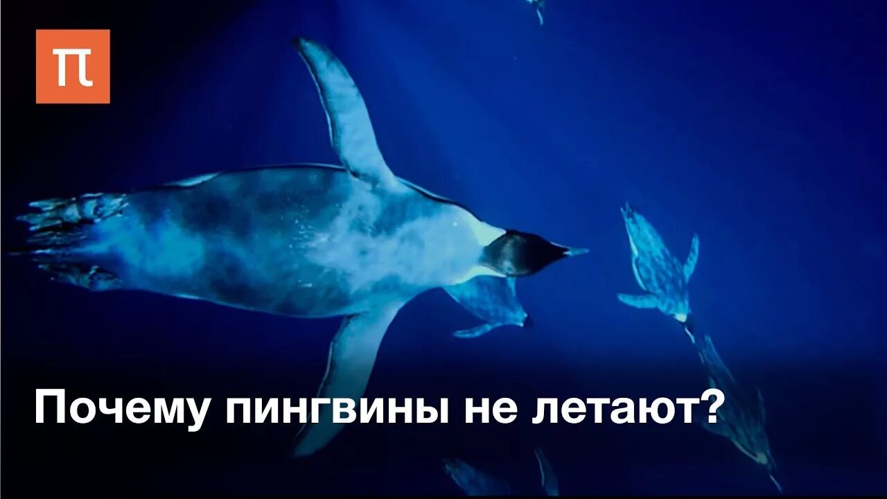 Почему не летают по прямой. Почему пингвины не летают. почему пингвины не умеют летать. почему пингвины не летают для детей. не спугни пингвина.