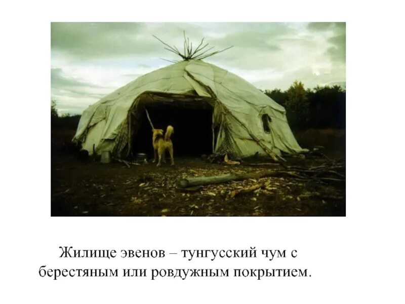 Берестяной чум якута 5. Чорама дю жилище эвенов. Эвены яранга. Традиционное жилье эвенов. Тунгусский чум.