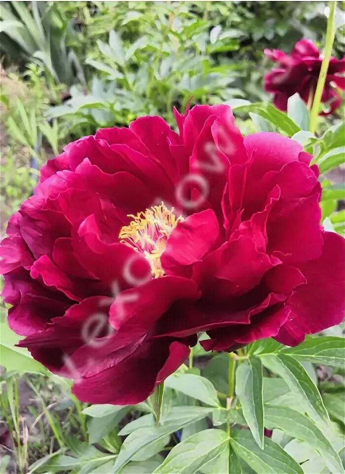 Ред глори. Пион ред Глори. Ред Глори(Red Glory) пион. Пион ред Глори Paeonia Red Glory.