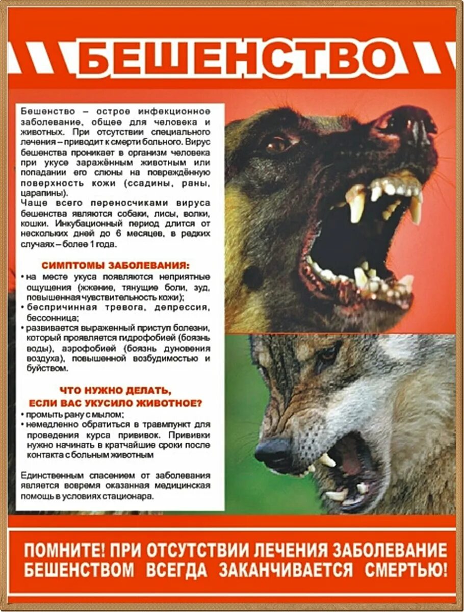 Профилактика бешенства памятка. Может ли привитая собака заболеть бешенством. Может ли привитая собака заболеть бешенством. Может ли привитая собака заболеть бешенством. Бешенство относится к зоонозным инфекциям.