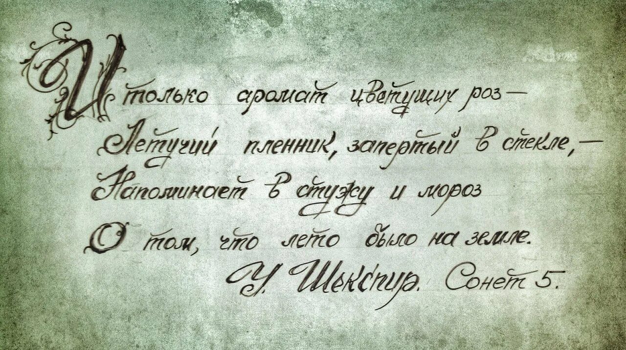 Высказывания про цвета. Высказывания о цветах великих. высказывания про цветы. изречения великих о цветах. цветы высказывания великих.