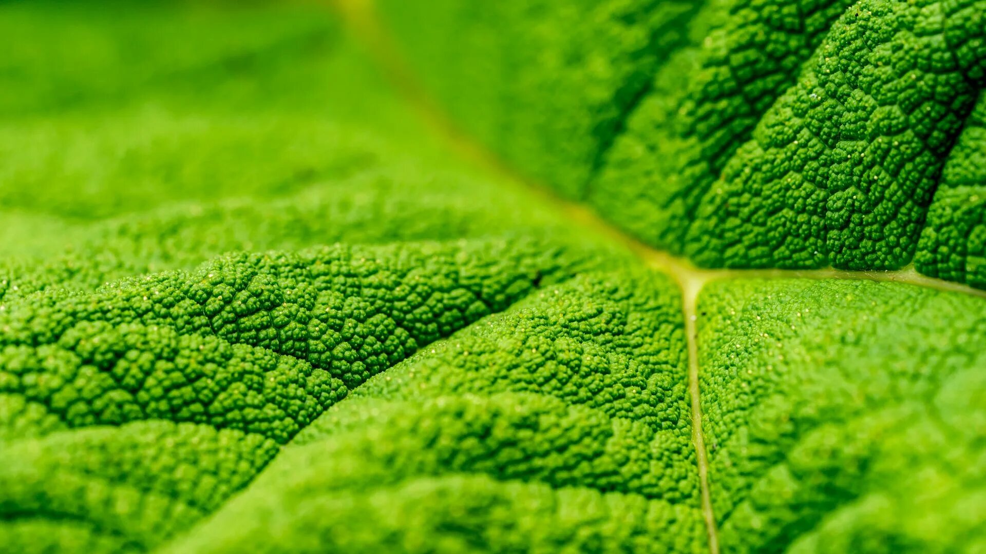 Natural leaves. Хлорофилл в листьях. Зеленый лист. Зелень листья. Лист растения макро.