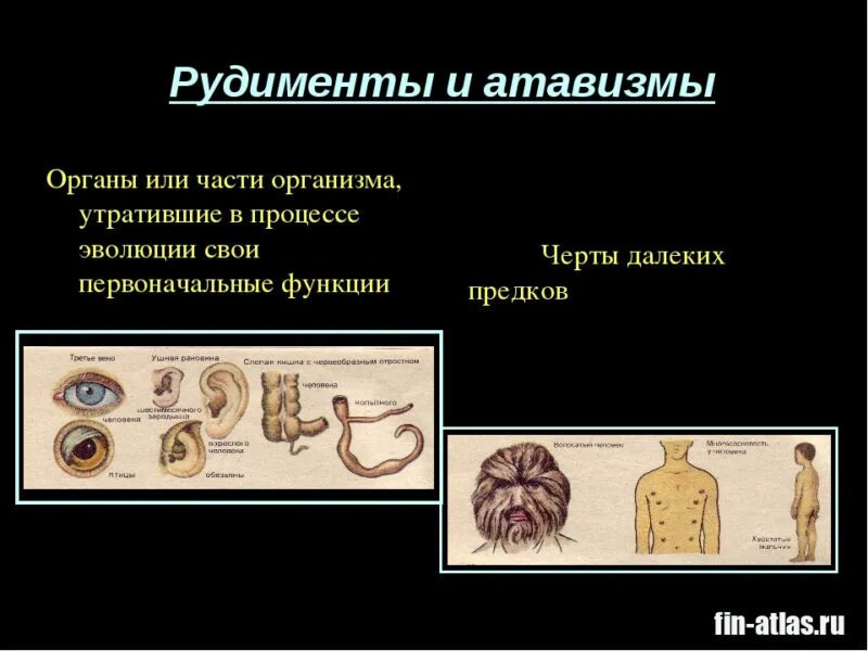 Перечислите атавизмы и рудименты человека. Рудимениты и Атави зщмы. Рудименты и атавизмы примеры.