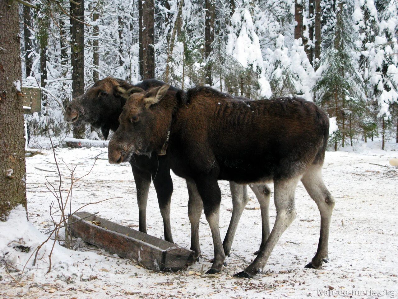 Столовая для лосей 8 букв. Сумароковская лосеферма Кострома. Сумароковская лосиная ферма Кострома. Печоро-Илычский заповедник лосеферма. Переславль-Залесский Сумароковская лосиная ферма.