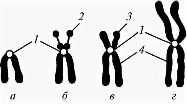 Какие типы хромосом вам известны. Метацентрические субметацентрические акроцентрические хромосомы. Типы хромосом. Типы хромосом по длине плеч. Морфологические типы хромосом.