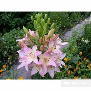 Самарская лилия фото и описание