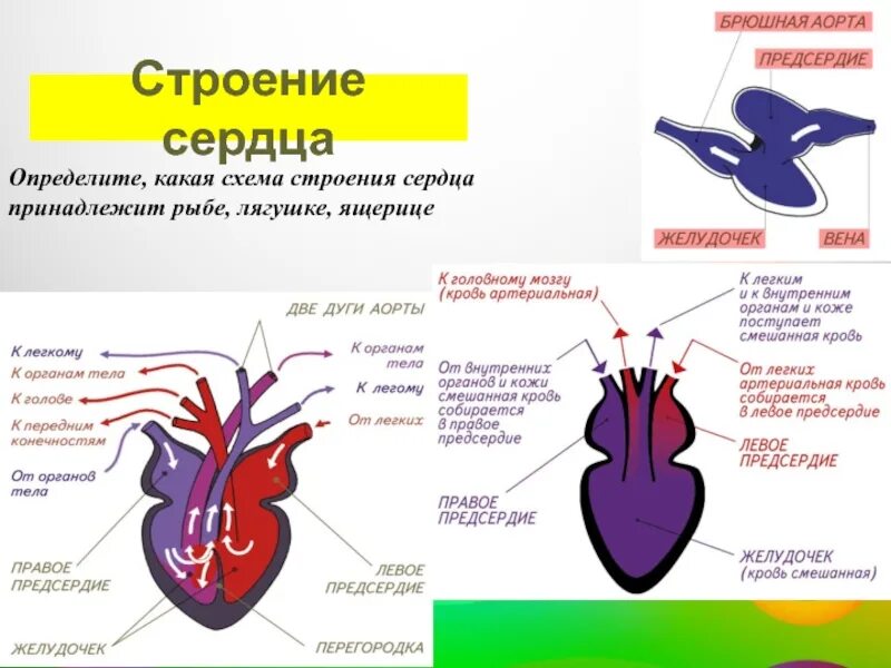 В сердце лягушки находится. 7 класс биология схема строения сердце лягушки. строение сердца птицы 7 класс биология модель. строение сердца 7 класс. строение сердца схема.