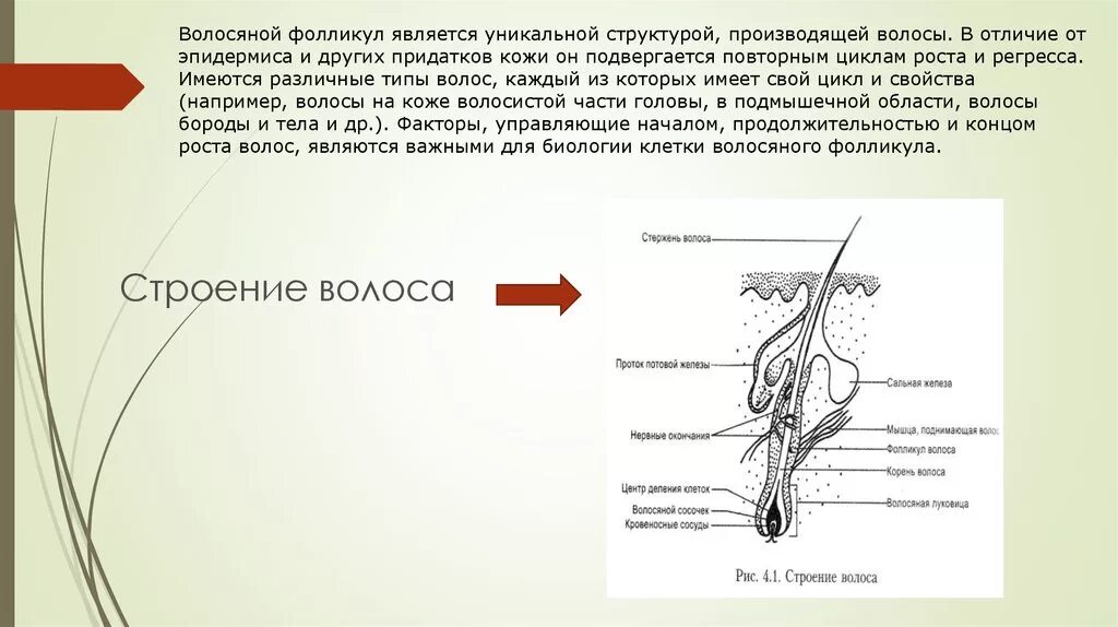 Строение волоса. Строение волосяного фолликула. Строение волоса и волосяного фолликула.