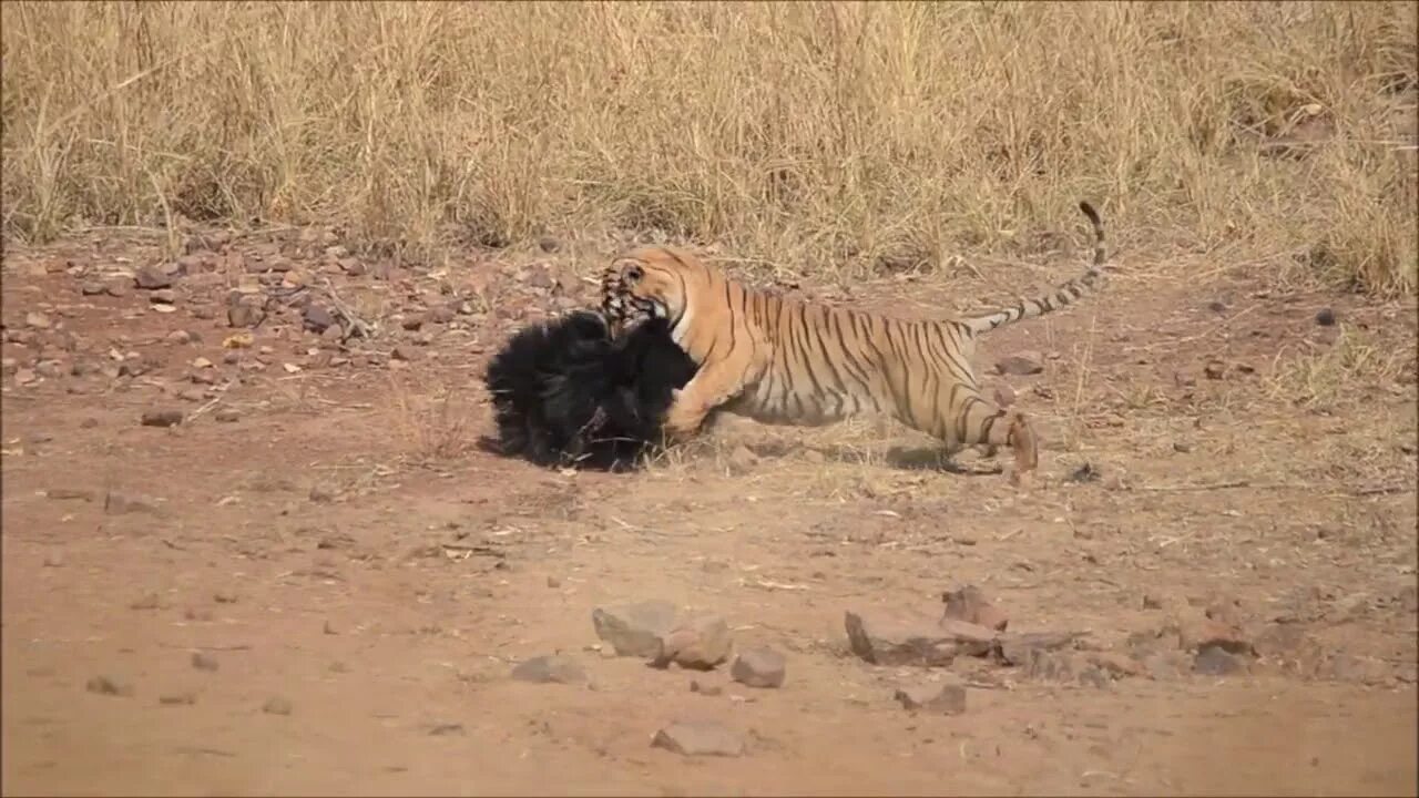 Лев против медведя. Лев против тигра схватка. Тигры дерутся. Лев против тигра реальные битвы.