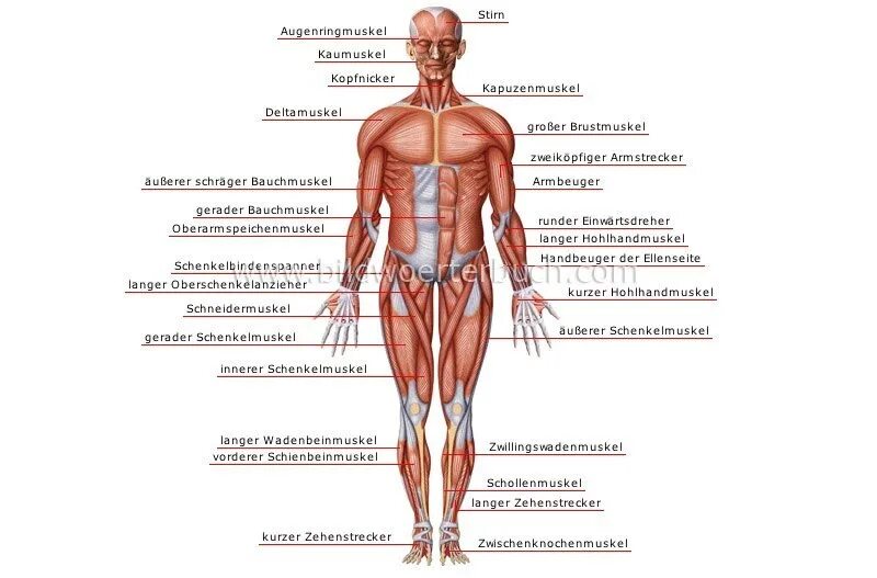 Мышцы орган человека. Строение тела человека на латыни. Органы человека на латинском языке. Анатомия человека на английском языке. Анатомическое строение человека на немецком.