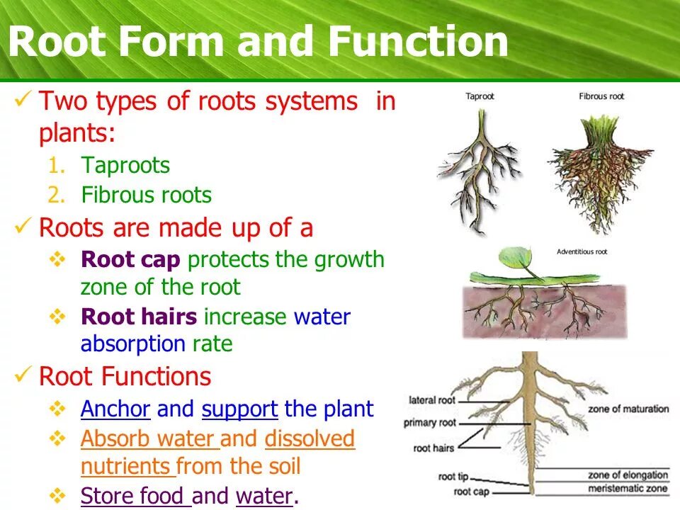 Replace root. Replace root